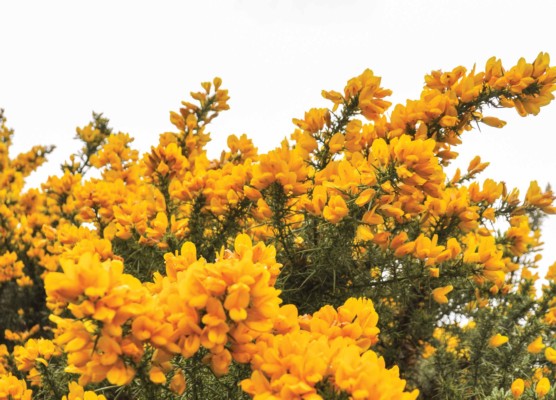 22_Dossier-Fleurs-Tipperary-aux environs de VEE.jpg