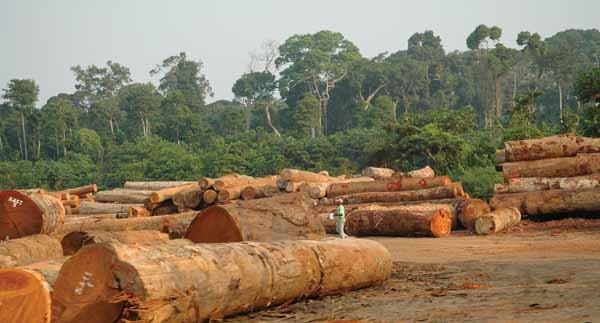 5-6-La forêt du Congo Brazaville et l'exploitation industrielle du bois-photo-Lucien Heitz.jpg