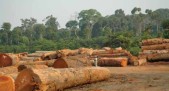 5-6-La forêt du Congo Brazaville et l'exploitation industrielle du bois-photo-Lucien Heitz.jpg